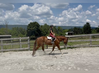American Quarter Horse, Wallach, 5 Jahre, Rotfuchs