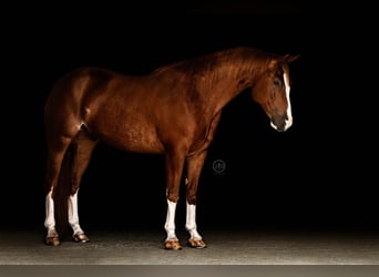 American Quarter Horse, Wallach, 5 Jahre, Rotfuchs