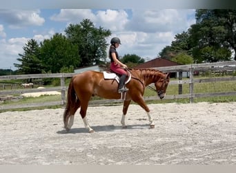 American Quarter Horse, Wallach, 5 Jahre, Rotfuchs