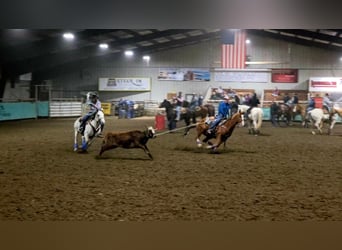 American Quarter Horse, Wallach, 5 Jahre, Rotfuchs