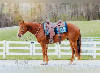 American Quarter Horse, Wallach, 5 Jahre, Rotfuchs