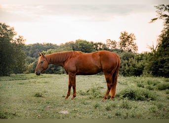 American Quarter Horse, Wallach, 5 Jahre, Rotfuchs