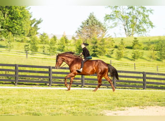 American Quarter Horse, Wallach, 5 Jahre, Rotfuchs