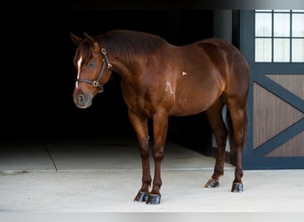 American Quarter Horse, Wallach, 5 Jahre, Rotfuchs