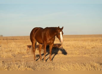 American Quarter Horse, Wallach, 5 Jahre, Rotfuchs