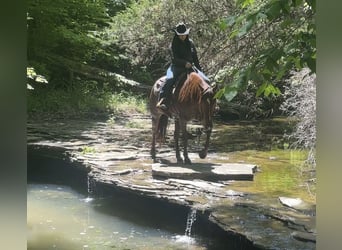 American Quarter Horse, Wallach, 5 Jahre, Rotfuchs