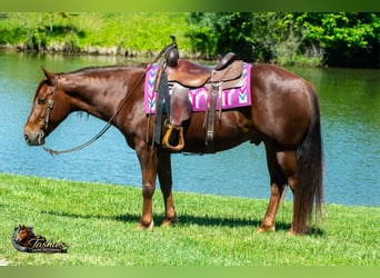 American Quarter Horse, Wallach, 5 Jahre, Rotfuchs