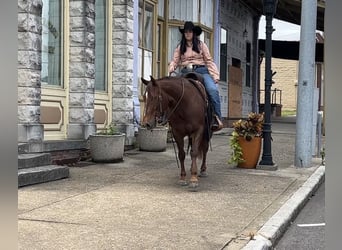 American Quarter Horse, Wallach, 5 Jahre, Rotfuchs