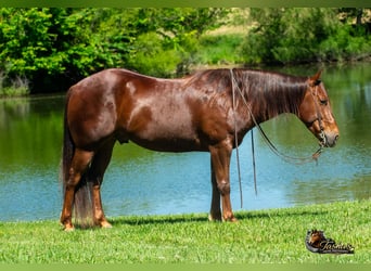 American Quarter Horse, Wallach, 5 Jahre, Rotfuchs