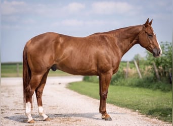 American Quarter Horse, Wallach, 5 Jahre, Rotfuchs