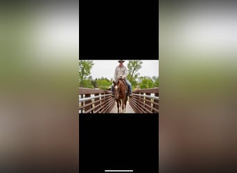 American Quarter Horse, Wallach, 5 Jahre, Rotfuchs