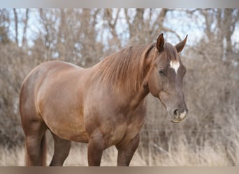 American Quarter Horse, Wallach, 5 Jahre, Rotfuchs