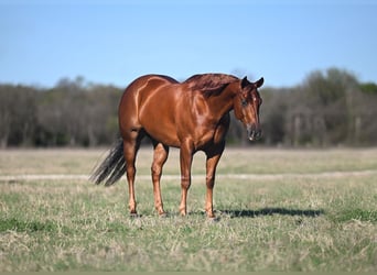 American Quarter Horse, Wallach, 5 Jahre, Rotfuchs