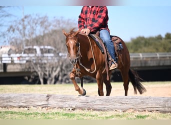 American Quarter Horse, Wallach, 5 Jahre, Rotfuchs