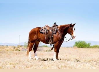 American Quarter Horse Mix, Wallach, 5 Jahre, Rotfuchs