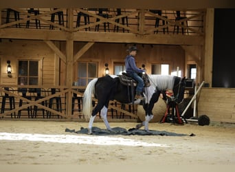 American Quarter Horse, Wallach, 5 Jahre, Schecke