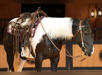 American Quarter Horse, Wallach, 5 Jahre, Schecke