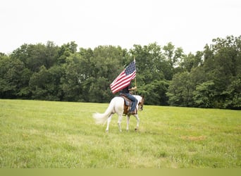 American Quarter Horse, Wallach, 5 Jahre, Schecke