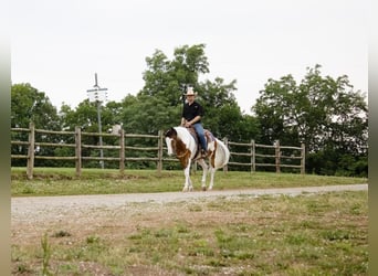 American Quarter Horse, Wallach, 5 Jahre, Schecke