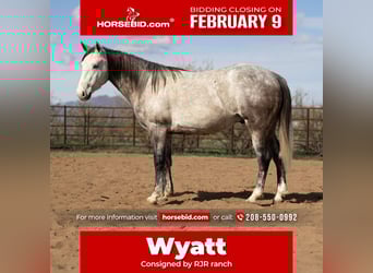 American Quarter Horse, Wallach, 5 Jahre, Schimmel