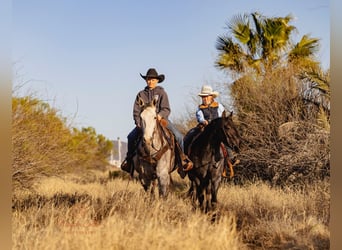 American Quarter Horse, Wallach, 5 Jahre, Schimmel