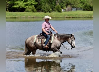 American Quarter Horse, Wallach, 5 Jahre, Schimmel