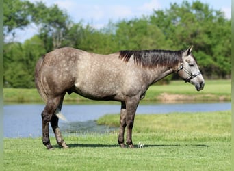 American Quarter Horse, Wallach, 5 Jahre, Schimmel