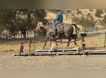 American Quarter Horse, Wallach, 5 Jahre, Schimmel