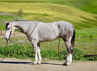 American Quarter Horse, Wallach, 5 Jahre, Schimmel