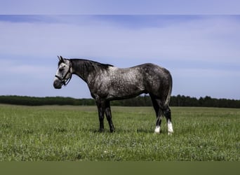 American Quarter Horse, Wallach, 5 Jahre, Schimmel
