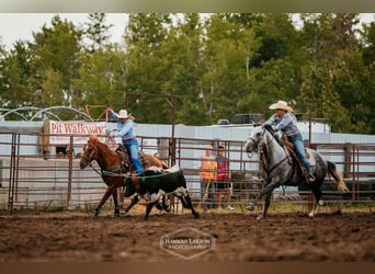 American Quarter Horse, Wallach, 5 Jahre, Schimmel