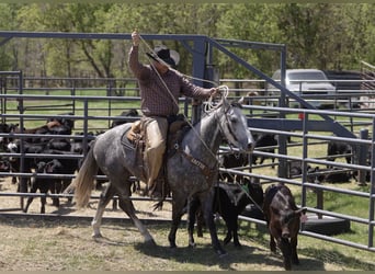 American Quarter Horse, Wallach, 5 Jahre, Schimmel