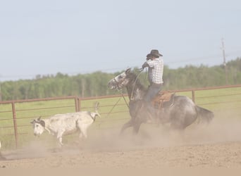 American Quarter Horse, Wallach, 5 Jahre, Schimmel