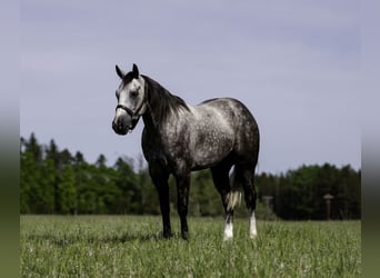 American Quarter Horse, Wallach, 5 Jahre, Schimmel