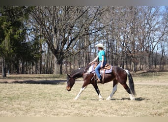 American Quarter Horse, Wallach, 5 Jahre, Tobiano-alle-Farben