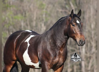 American Quarter Horse, Wallach, 5 Jahre, Tobiano-alle-Farben
