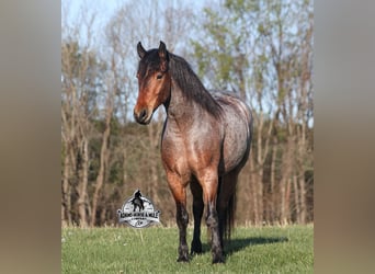 American Quarter Horse, Wallach, 5 Jahre