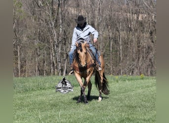 American Quarter Horse, Wallach, 5 Jahre