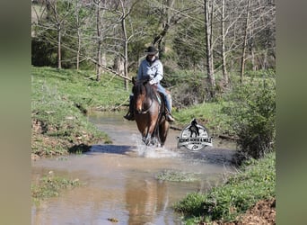 American Quarter Horse, Wallach, 5 Jahre