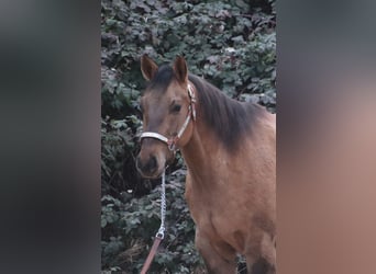 American Quarter Horse, Wallach, 5 Jahre