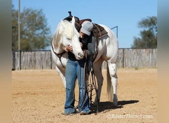 American Quarter Horse, Wallach, 5 Jahre, White