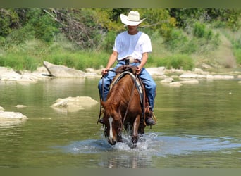 American Quarter Horse, Wallach, 6 Jahre, 130 cm, Dunkelfuchs