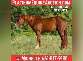 American Quarter Horse, Wallach, 6 Jahre, 130 cm, Dunkelfuchs