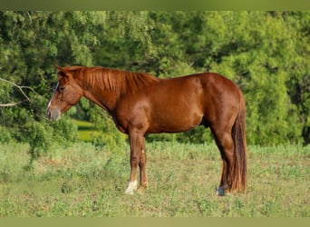 American Quarter Horse, Wallach, 6 Jahre, 130 cm, Dunkelfuchs