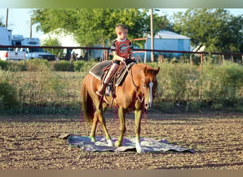 American Quarter Horse, Wallach, 6 Jahre, 130 cm, Dunkelfuchs