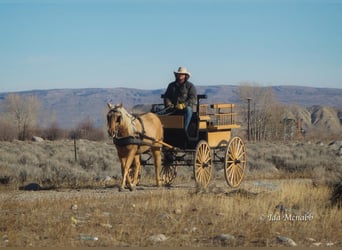 American Quarter Horse, Wallach, 6 Jahre, 137 cm, Palomino