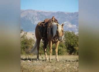 American Quarter Horse, Wallach, 6 Jahre, 137 cm, Palomino