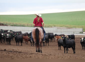 American Quarter Horse, Wallach, 6 Jahre, 137 cm, Roan-Bay