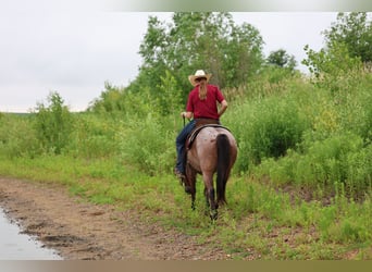 American Quarter Horse, Wallach, 6 Jahre, 137 cm, Roan-Bay