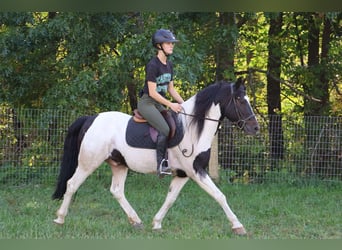 American Quarter Horse, Wallach, 6 Jahre, 137 cm, Tobiano-alle-Farben